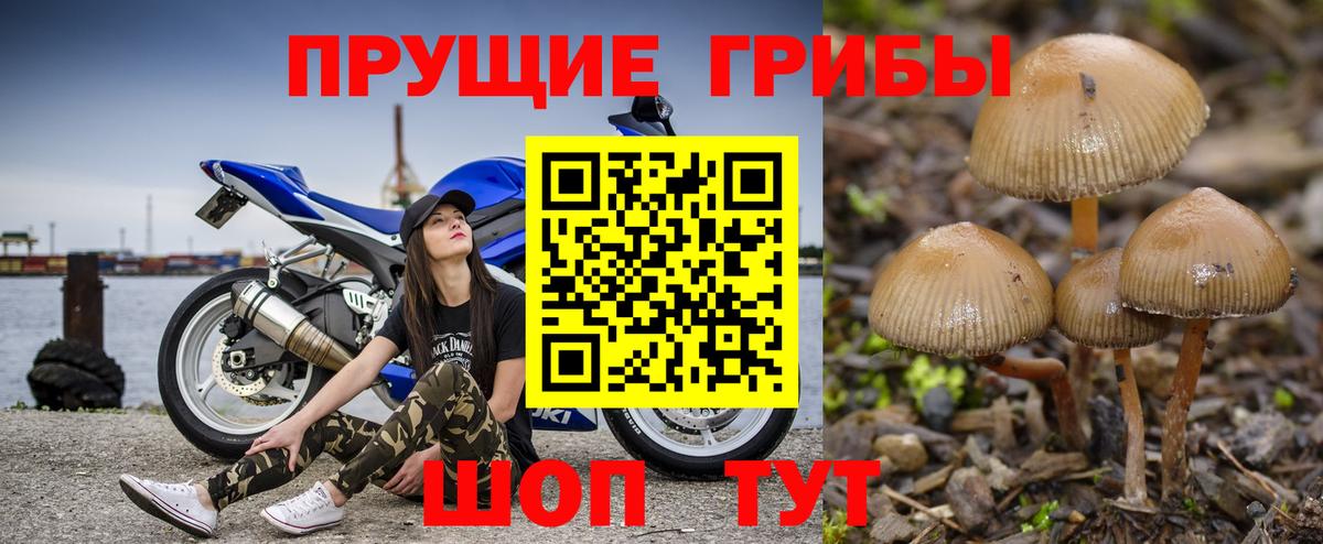 Галлюциногенные грибы Cubensis Зима